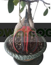 Tijeras Manicura Bonsai 40mm Platinum Horticulture 