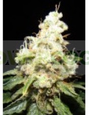 Wacky Widow (Makka Seeds) Semilla Feminizazda Cannabis