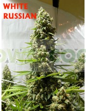 White Russian Regular (Serious Seeds)