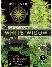 White Widow Auto Vision Seeds