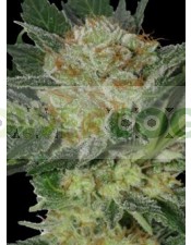 Widow (SeedMakers) Semilla Feminizada Cannabis-Marihuana barata