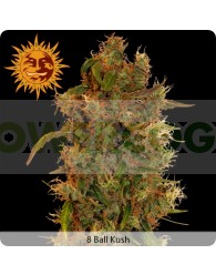 8 Ball Kush (Barney´s Farm Seeds)