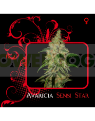 Avaricia Sensi Star (7 Pekados Seeds)