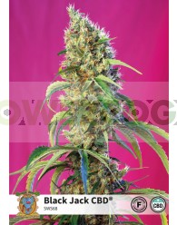 Black Jack CBD (Sweet Seeds)