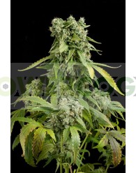 Blue Cheese Automatic (Dinafem)