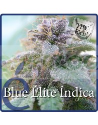 Blue elite índica Feminizada (Elite Seeds)