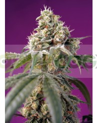 Bruce Banner Auto (Sweet Seeds)