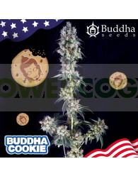 Buddha Cookie (Buddha Seeds USA Collection)
