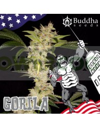 Buddha Gorila (Buddha Seeds USA Collection)