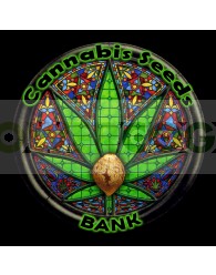 Auto Criti XXL (Cannabis Seeds) Feminizada