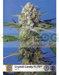 Crystal Candy F1 Fast Version (Sweet Seeds)