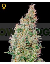 Green-o-matic Auto (Green House Seeds)