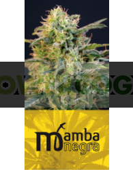 Mamba Negra (Blim Burn Seeds) Feminizada