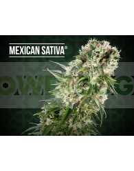 Mexican Sativa Regular (Sensi Seeds)