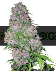 Purple Bud Feminizada (White Label Seeds)
