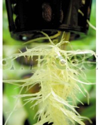 Phytophora (Podredumbre de Raices)