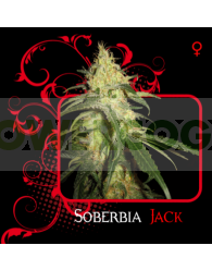Soberbia Jack (7 Pekados Seeds)