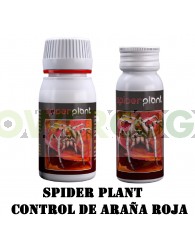 Spider Plant (Agrobacterias) Araña Roja