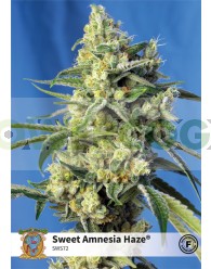 Sweet Amnesia Haze (Sweet Seeds)