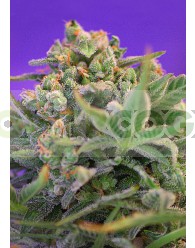 Sweet Cheese (F1 Fast Version) Sweet seeds