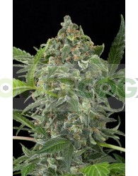 White Cheese Automatic (Dinafem)