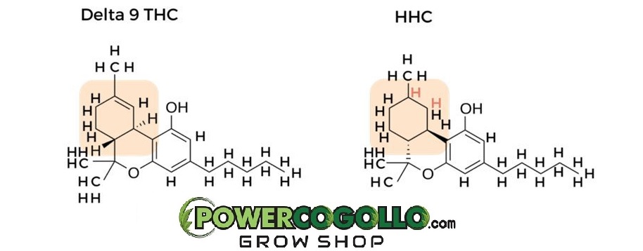 HHC molécula