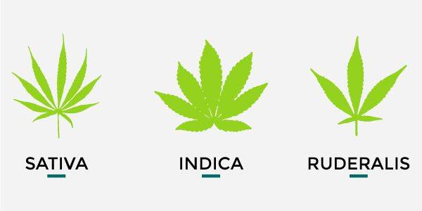 Hojas de Cannabis: todo lo que necesitas saber, SATIVA, INDICA Y RUDELARIS