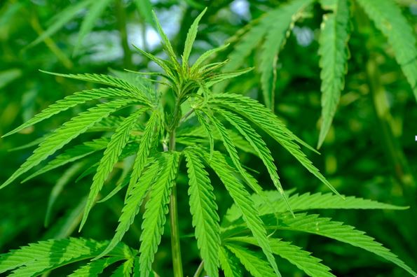 Hojas de Cannabis: todo lo que necesitas saber