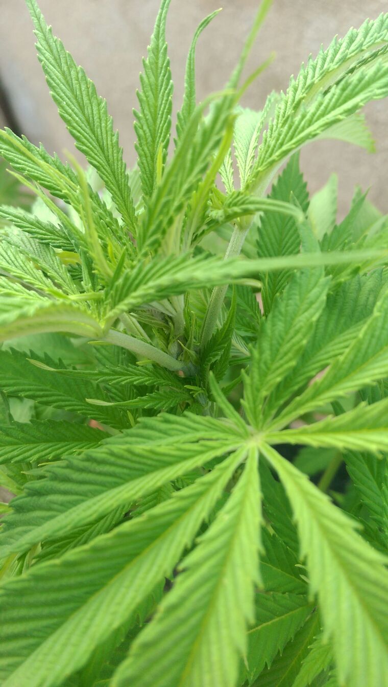 ¿Cuánto tarda en crecer la planta del cannabis?