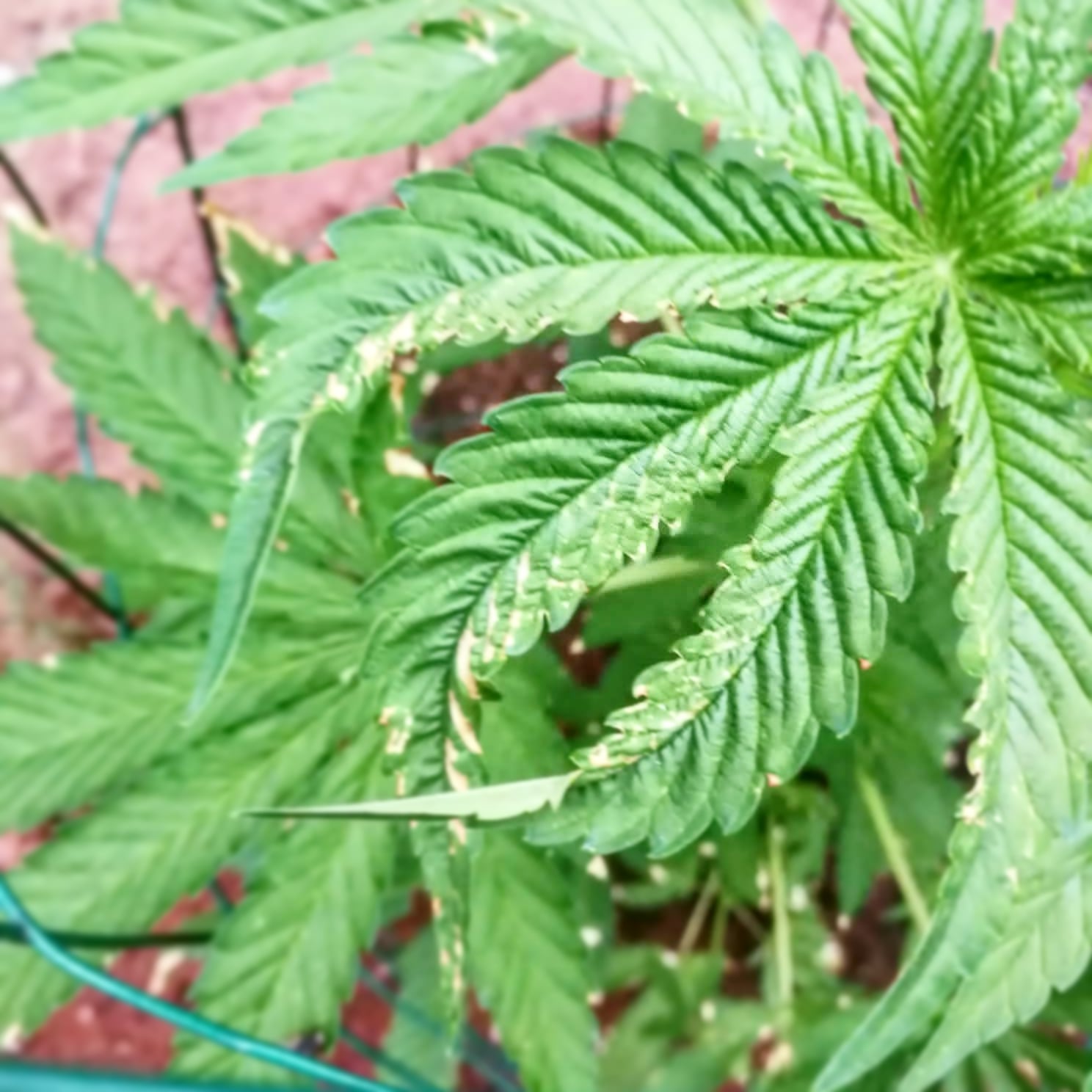 Hojas de Cannabis: todo lo que necesitas saber
