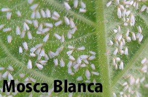 plagas-frecuentes-cultivos-marihuana-MOsca Blanca