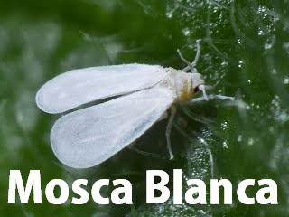 Plagas de Insectos en la Marihuana Mosca Blanca