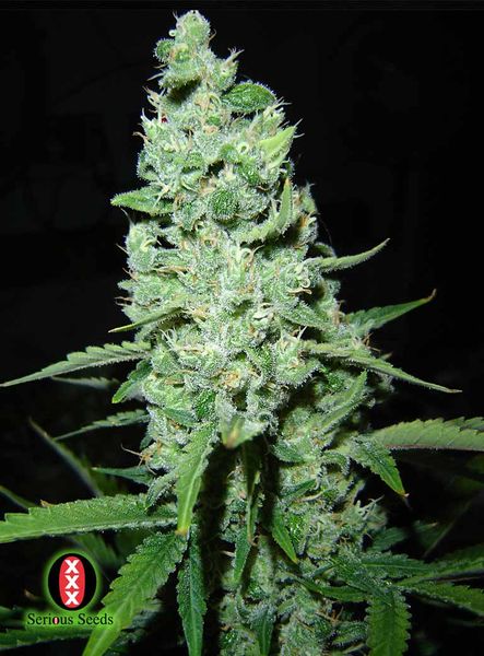 Ak-47-serious-seeds-semillas-cannabis