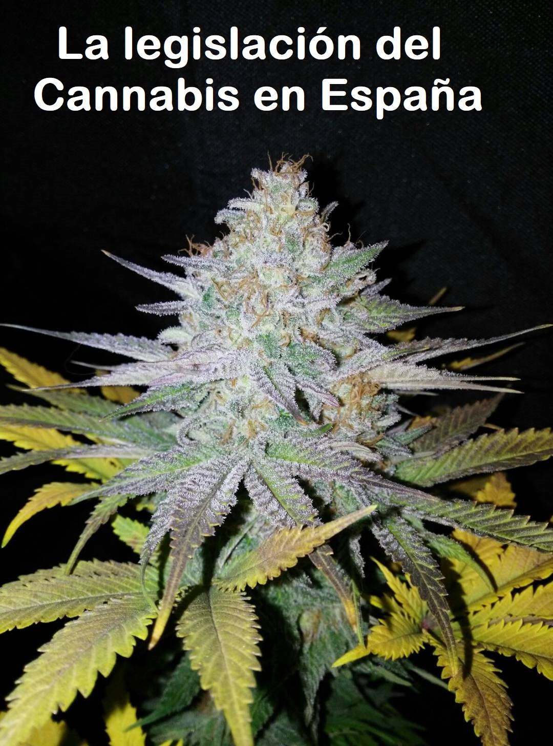 La legislación del Cannabis en España