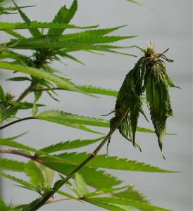 Phytium cultivo marihuana